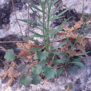 Photographie n°50533 du taxon Campanula rotundifolia L. [1753]