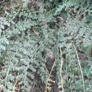 Photographie n°50543 du taxon Asplenium fontanum (L.) Bernh. [1799]