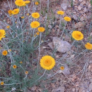 Photographie n°50549 du taxon Anthemis tinctoria L. [1753]