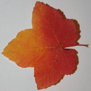 Photographie n°50552 du taxon Acer opalus Mill. [1768]