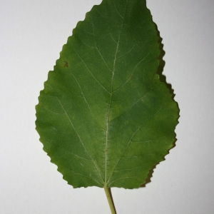 Photographie n°50569 du taxon Ficus carica L. [1753]