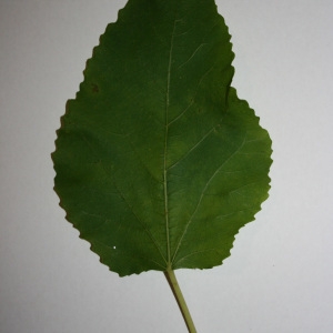 Photographie n°50570 du taxon Ficus carica L. [1753]