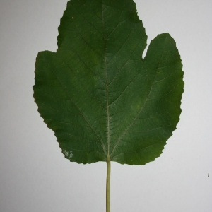 Photographie n°50572 du taxon Ficus carica L. [1753]