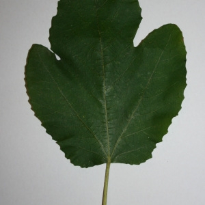 Photographie n°50573 du taxon Ficus carica L. [1753]