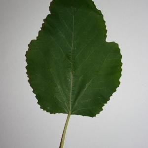 Photographie n°50574 du taxon Ficus carica L. [1753]
