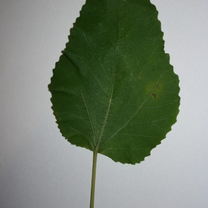 Photographie n°50575 du taxon Ficus carica L. [1753]