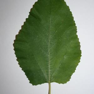 Photographie n°50576 du taxon Ficus carica L. [1753]