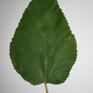 Photographie n°50578 du taxon Ficus carica L. [1753]