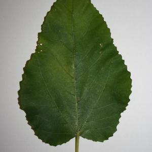 Photographie n°50579 du taxon Ficus carica L. [1753]