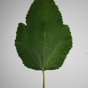 Photographie n°50580 du taxon Ficus carica L. [1753]
