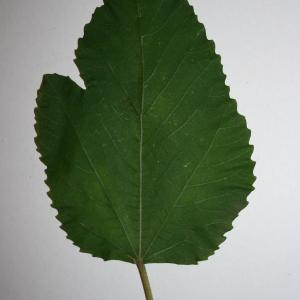 Photographie n°50582 du taxon Ficus carica L. [1753]