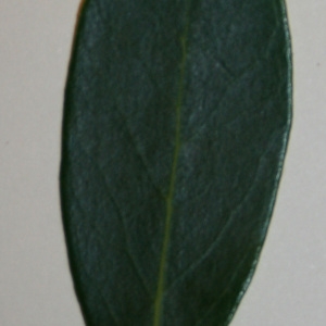 Photographie n°50594 du taxon Phillyrea angustifolia L. [1753]