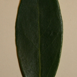 Photographie n°50595 du taxon Phillyrea angustifolia L. [1753]