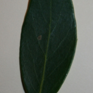 Photographie n°50597 du taxon Phillyrea angustifolia L. [1753]
