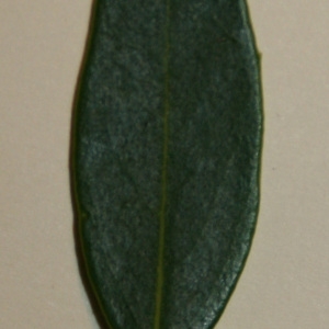 Photographie n°50598 du taxon Phillyrea angustifolia L. [1753]