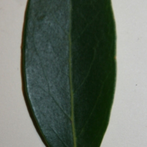 Photographie n°50600 du taxon Phillyrea angustifolia L. [1753]