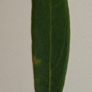 Photographie n°50603 du taxon Phillyrea angustifolia L. [1753]