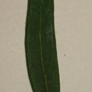 Photographie n°50604 du taxon Phillyrea angustifolia L. [1753]