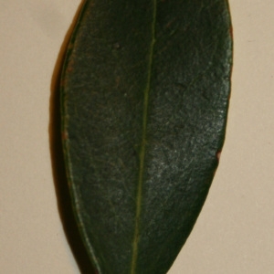 Photographie n°50607 du taxon Phillyrea angustifolia L. [1753]