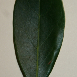 Photographie n°50609 du taxon Phillyrea angustifolia L. [1753]