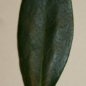 Photographie n°50610 du taxon Phillyrea angustifolia L. [1753]