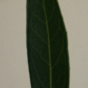 Photographie n°50611 du taxon Phillyrea angustifolia L. [1753]