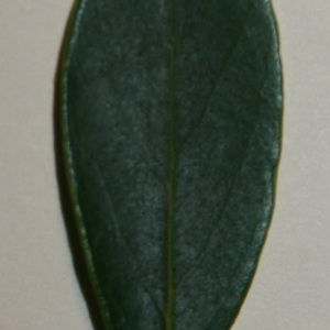 Photographie n°50616 du taxon Phillyrea angustifolia L. [1753]