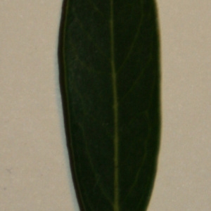 Photographie n°50621 du taxon Phillyrea angustifolia L. [1753]