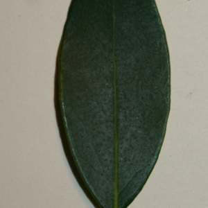 Photographie n°50622 du taxon Phillyrea angustifolia L. [1753]