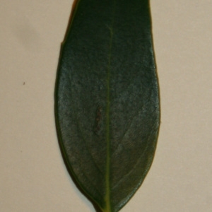 Photographie n°50624 du taxon Phillyrea angustifolia L. [1753]