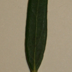 Photographie n°50625 du taxon Phillyrea angustifolia L. [1753]