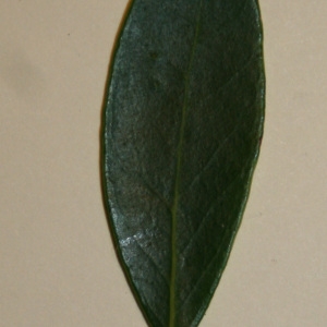 Photographie n°50626 du taxon Phillyrea angustifolia L. [1753]