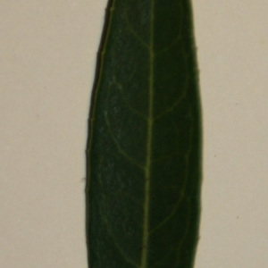 Photographie n°50629 du taxon Phillyrea angustifolia L. [1753]