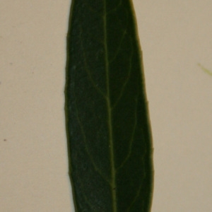 Photographie n°50630 du taxon Phillyrea angustifolia L. [1753]