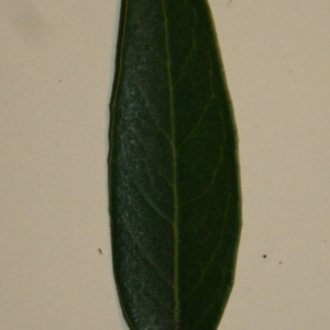 Photographie n°50631 du taxon Phillyrea angustifolia L. [1753]