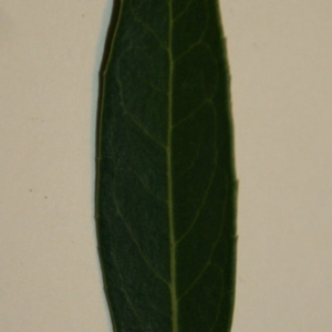 Photographie n°50632 du taxon Phillyrea angustifolia L. [1753]