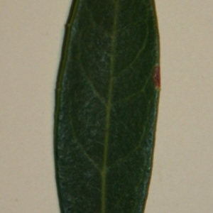 Photographie n°50635 du taxon Phillyrea angustifolia L. [1753]