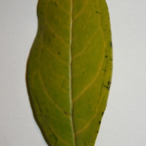 Photographie n°50651 du taxon Punica granatum L. [1753]