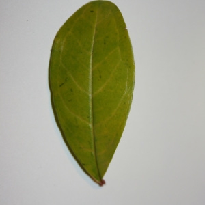 Photographie n°50652 du taxon Punica granatum L. [1753]