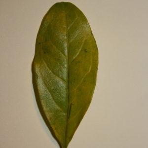 Photographie n°50653 du taxon Punica granatum L. [1753]