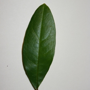 Photographie n°50656 du taxon Punica granatum L. [1753]