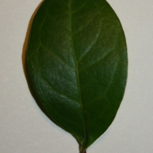 Photographie n°50658 du taxon Punica granatum L. [1753]