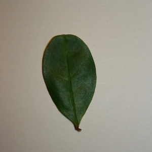 Photographie n°50659 du taxon Punica granatum L. [1753]