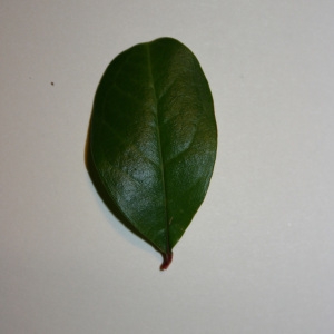 Photographie n°50660 du taxon Punica granatum L. [1753]