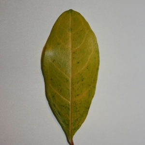 Photographie n°50661 du taxon Punica granatum L. [1753]