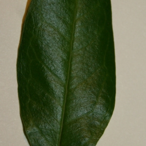 Photographie n°50664 du taxon Punica granatum L. [1753]