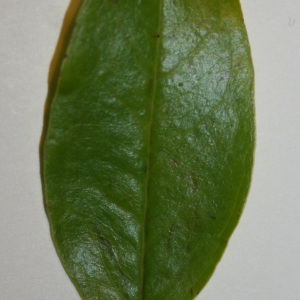 Photographie n°50668 du taxon Punica granatum L. [1753]