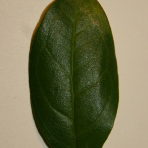 Photographie n°50670 du taxon Punica granatum L. [1753]