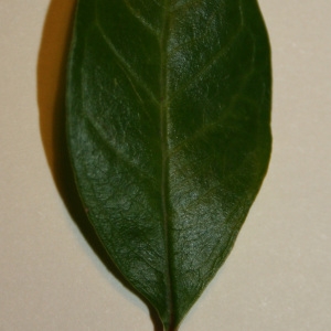 Photographie n°50671 du taxon Punica granatum L. [1753]