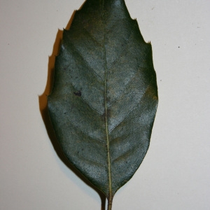 Photographie n°50679 du taxon Quercus ilex L. [1753]